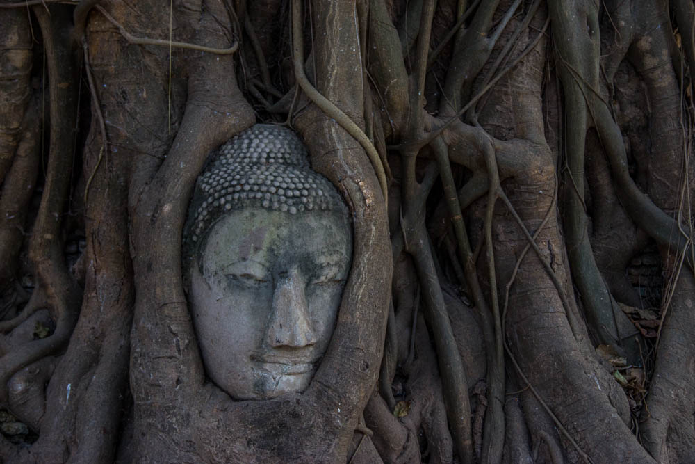 Buddha Head in the tree at Wat Mathahatat. No one actaully knows how it got there.