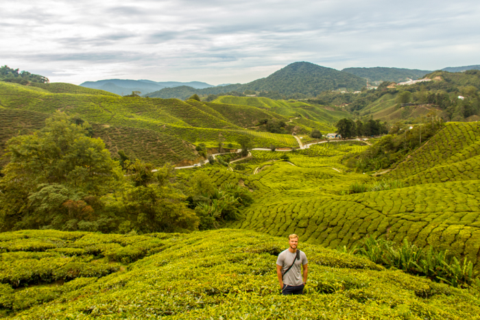 In the tea plantations of the Cameron Highlands.