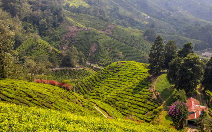 The view from the top of the Boh Tea Estate