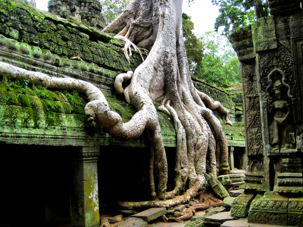 The trees taking what is theirs at Ta Phrom, Angkor