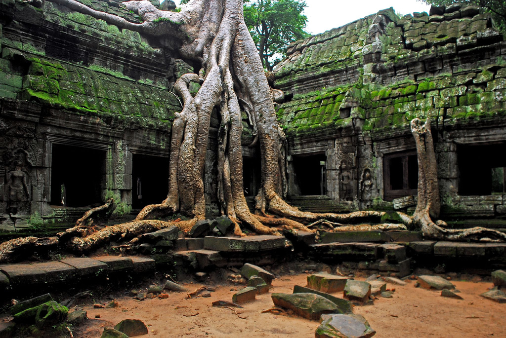 Ta Phrom, Angkor - Tomb Raider