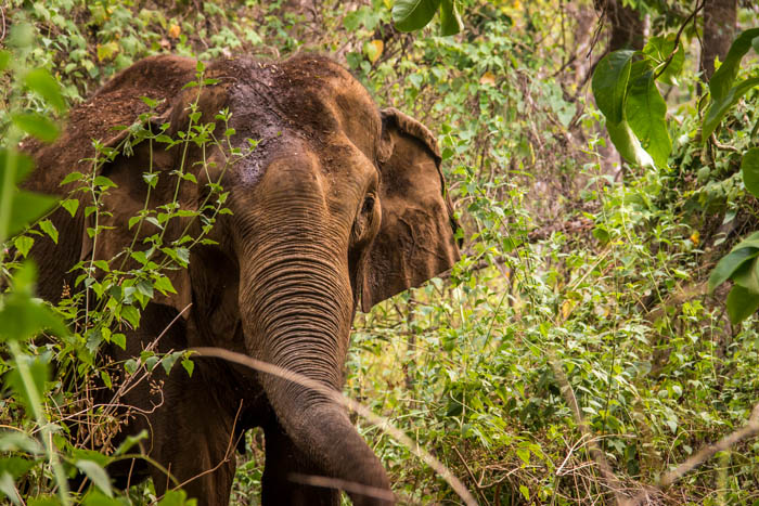 Trekking Mondulkiri-Wild Elephant