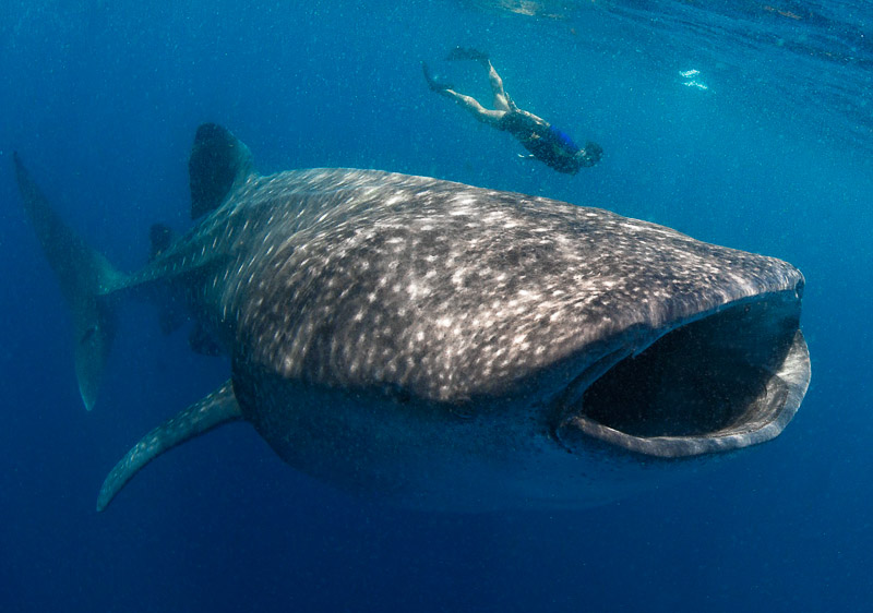Cancun Whalesharks