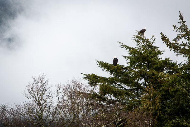 Bald eagles