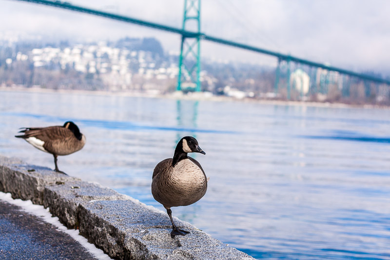 Vancouver Seawall Lions gate Bridge