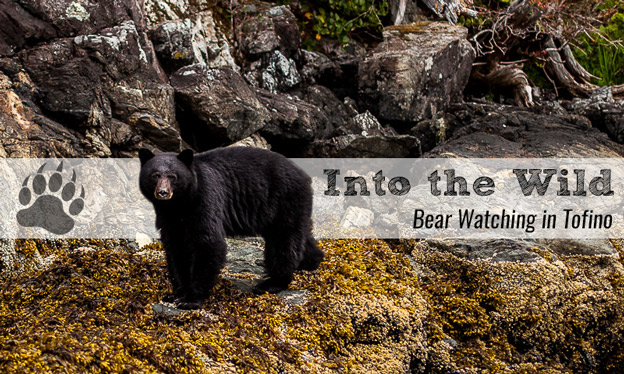 bear watching in tofino