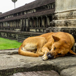 Sleeping dog at Angkor Wat