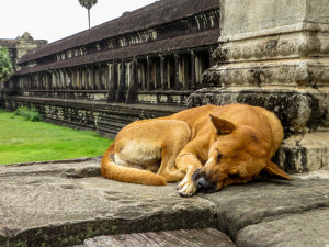 Sleeping dog at Angkor Wat